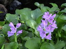 Waterhyacinth, Floating Waterhyacinth, Water-Orchid, Jacinthe D'eau
